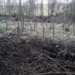 New hazel coppice