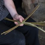 Two long scallom antennae