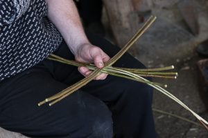 Two long scallom antennae