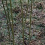Six willow rods in a circle