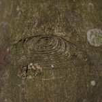 Sycamore has eyes